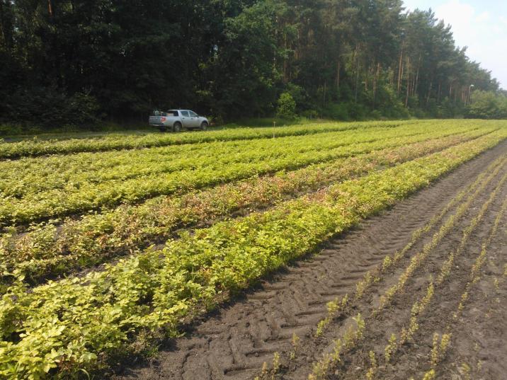 Szkółka Leśna Pasternik